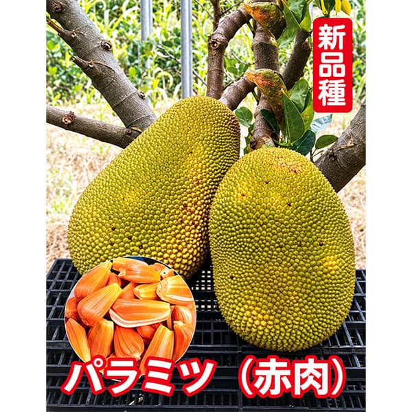 パラミツ（ジャックフルーツ）：矮性パラミツ(赤肉)　6号