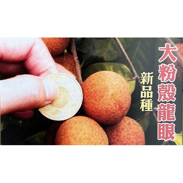 リュウガン：大粉殻龍眼　6号