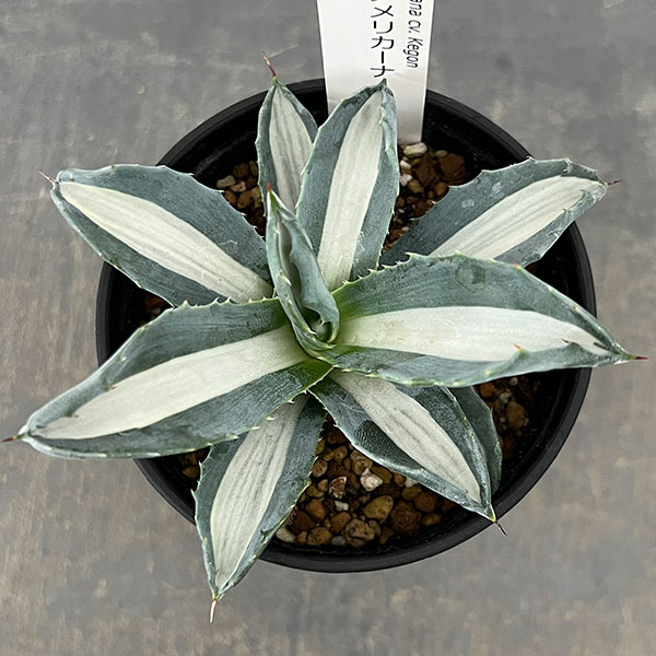 アガベ：アメリカーナ　メディオピクタ(華厳)　3.5号鉢植え