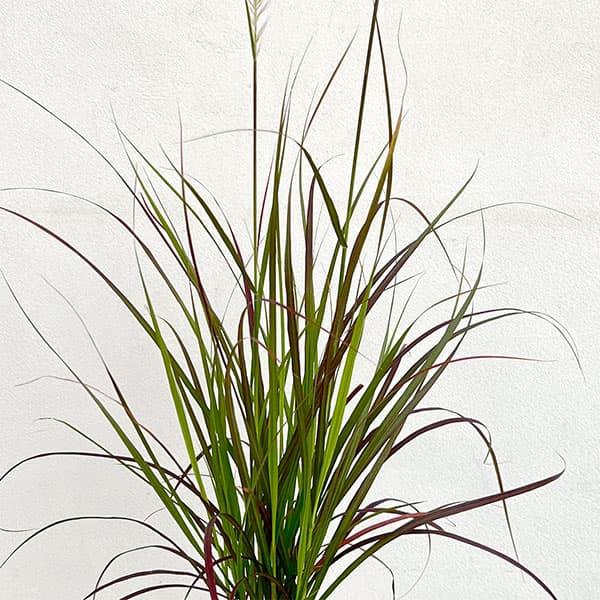 ペンニセツム（ファウンテングラス）：ルブラムドワーフ5号鉢植え