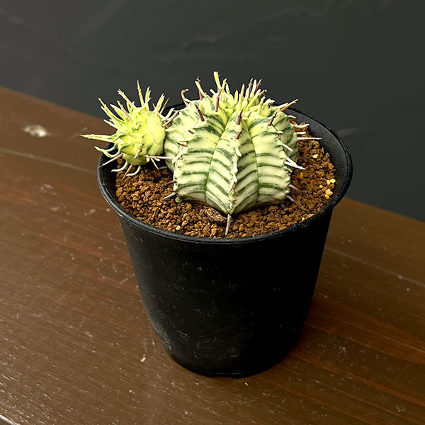 ユーフォルビア：メロフォルミス錦　3号鉢植え