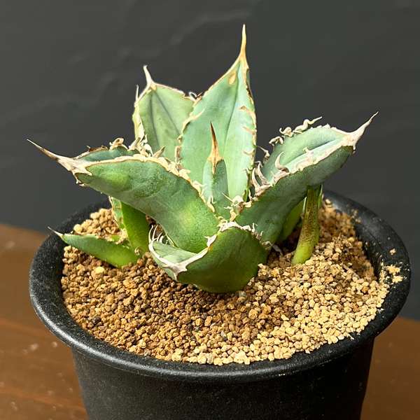 アガベ：チタノタ　sp　3号鉢植え