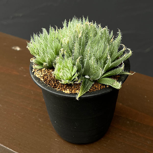 ハオルチア：青い妖精　3号鉢植え