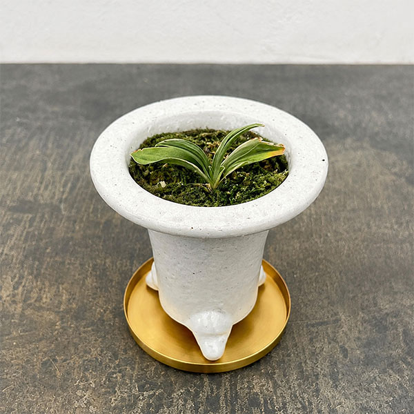 [ギフトに]オモト（万年青）：剣舞・鉢植え／RAKU プランター 白 O-85