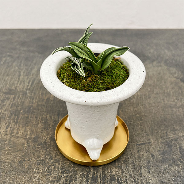 [ギフトに]オモト（万年青）：瑞泉・鉢植え／RAKU プランター 白 O-85