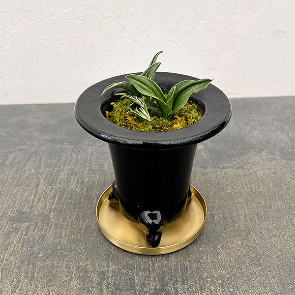 [ギフトに]オモト（万年青）：瑞泉・鉢植え／RAKU プランター O-85