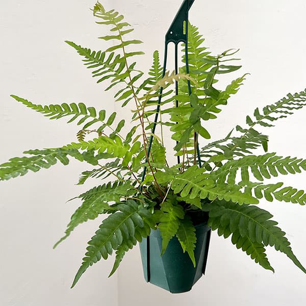 ブレクナム：オッチデンタレ　5号鉢植え
