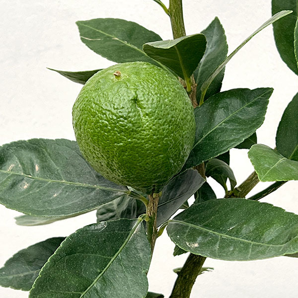 ライム：フレーバーグリーン5号鉢植え[実付き]