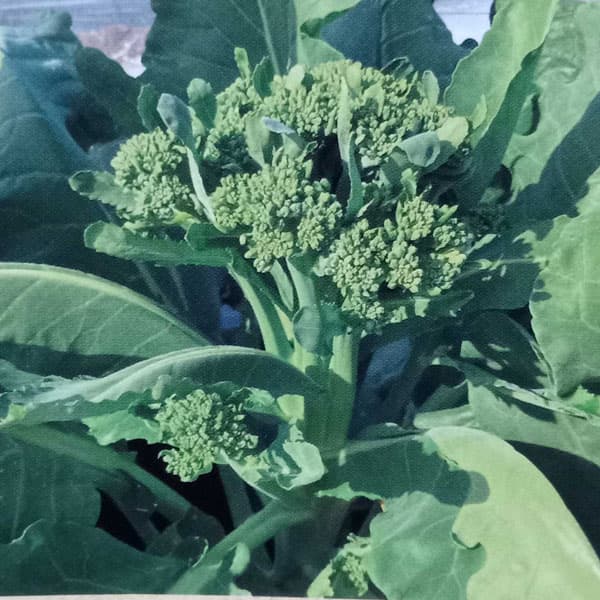[送料無料]本気野菜（R）濃い花野菜　早摘みやわらか茎ブロッコリー3号ポット苗 24株セット