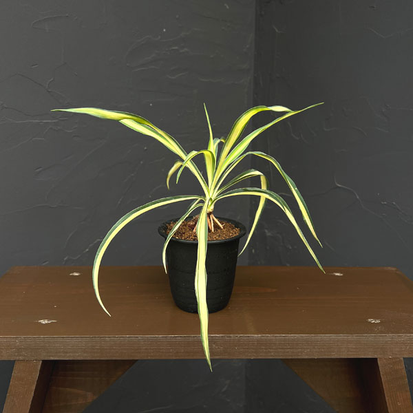 ユッカ：カラーガード（根上がり）3号鉢植え