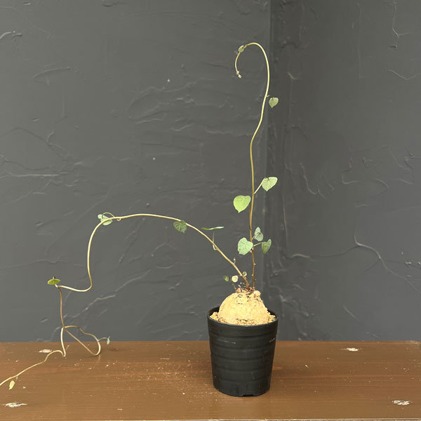 ステファニア：ブラッドバイン　3号鉢植え26-01