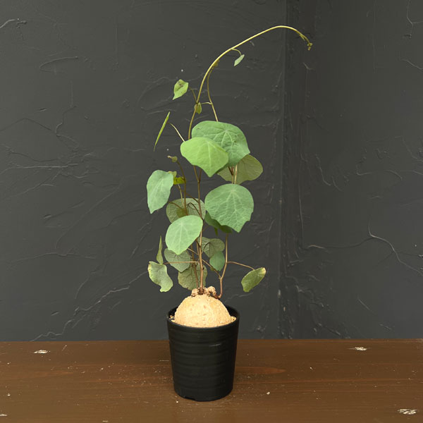 ステファニア：ブラッドバイン　3号鉢植え26-02