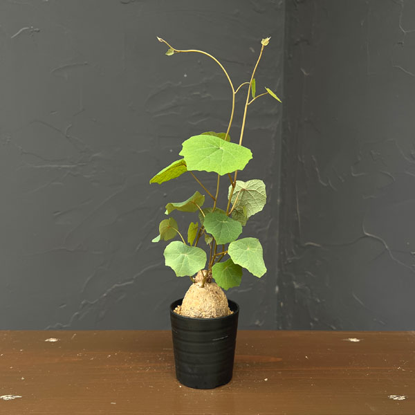 ステファニア：ブラッドバイン　3号鉢植え26-05