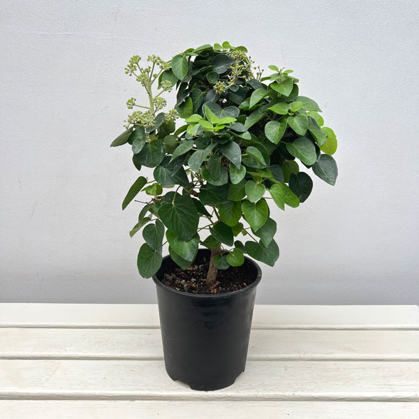ヘデラ：アルボレッセンス コンパクタ6号鉢植え