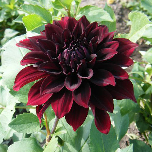 ダリア：ブラックムーン6号鉢植え