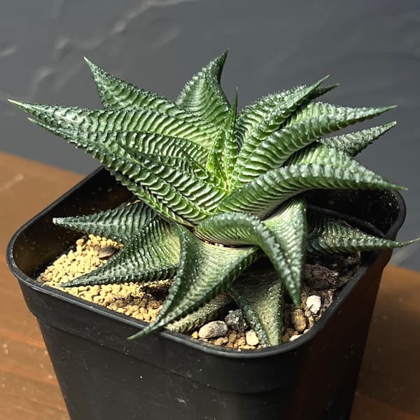 ハオルチア：ストリアータ瑠璃殿　3号鉢植え