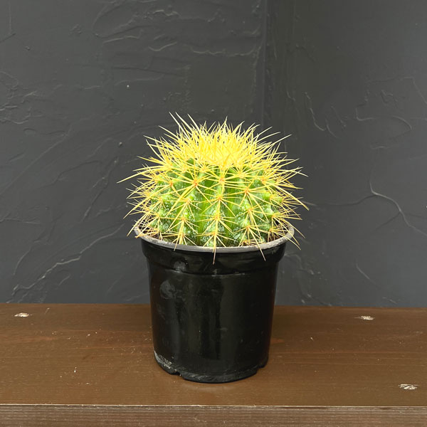 サボテン：金シャチ　4号鉢植え*