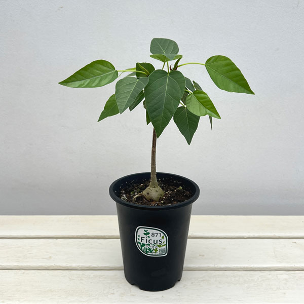 フィカス：パルメリー　4号鉢植え