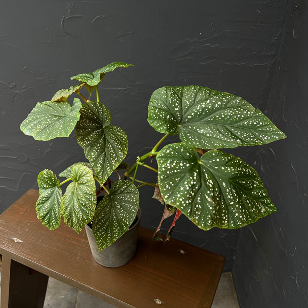 ベゴニア：バチエンシス　4号鉢植え