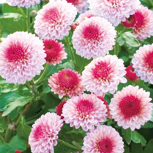 手間なし菊苗：秋のポンポン咲き　ラブベリー4号ポット*