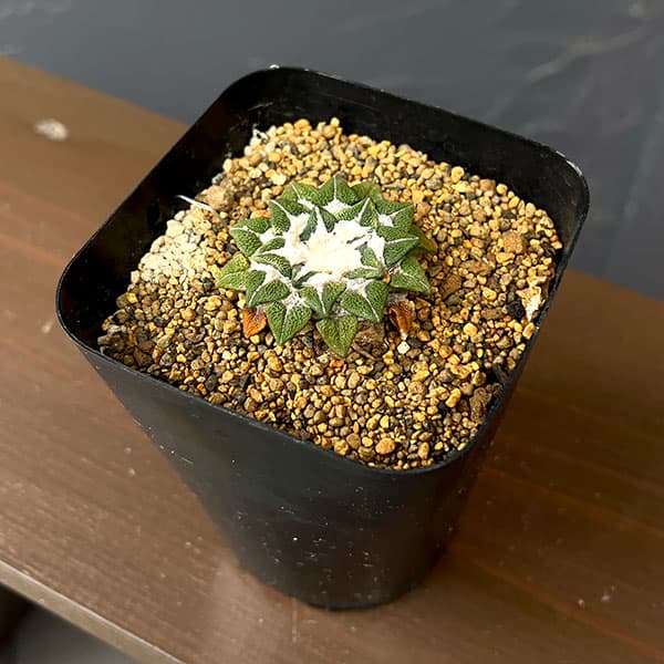 サボテン：アリオカルプス　黒牡丹　3.5号鉢植え26-01