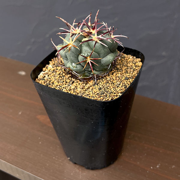 サボテン：テロカクタス　紅鷹　3.5号鉢植え