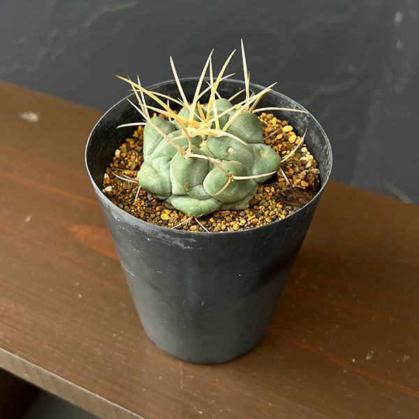 サボテン：テロカクタス　鶴武者　3.5号鉢植え
