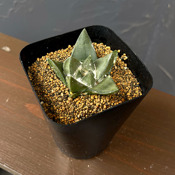 サボテン：アリオカルプス姫疣三角牡丹　3.5号鉢植え