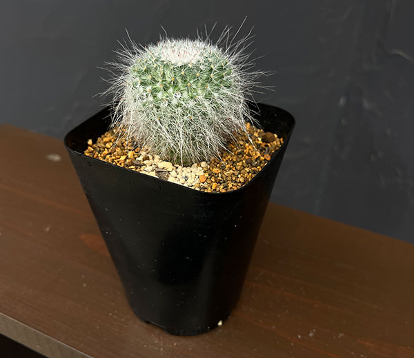 マミラリア：玉翁　3.5号鉢植え