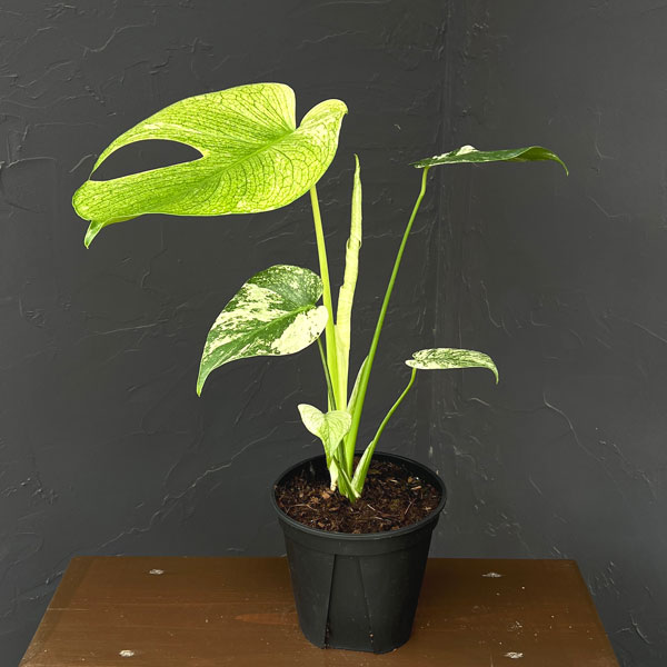 モンステラ：ホワイトモンスター　5号鉢植え