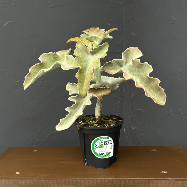 カランコエ：センニョノマイ　4号鉢植え