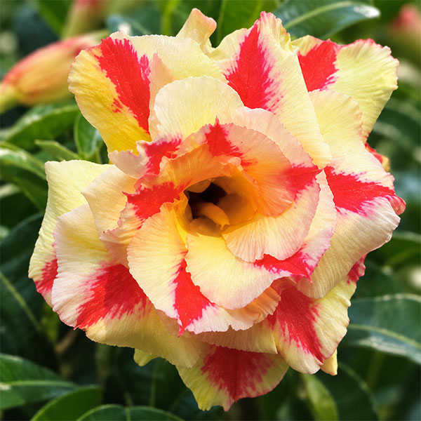 アデニウム：オベスム　Siam yellow（シャムイエロー）　5号鉢植え
