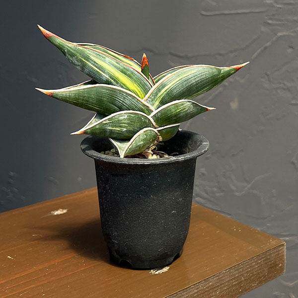 サンセベリア：ロリダ バリエガータ　2.5鉢植えNo.2　
