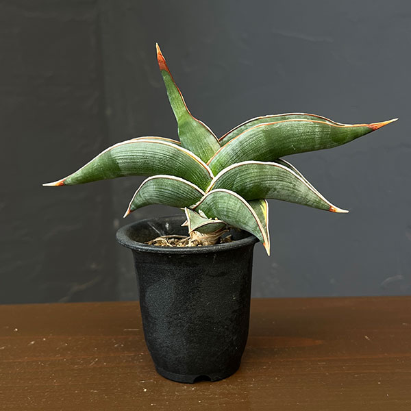 サンセベリア：ロリダ斑入り　2.5鉢植えNo.1