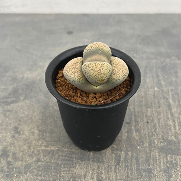 リトープス：露花玉2.5号鉢植え