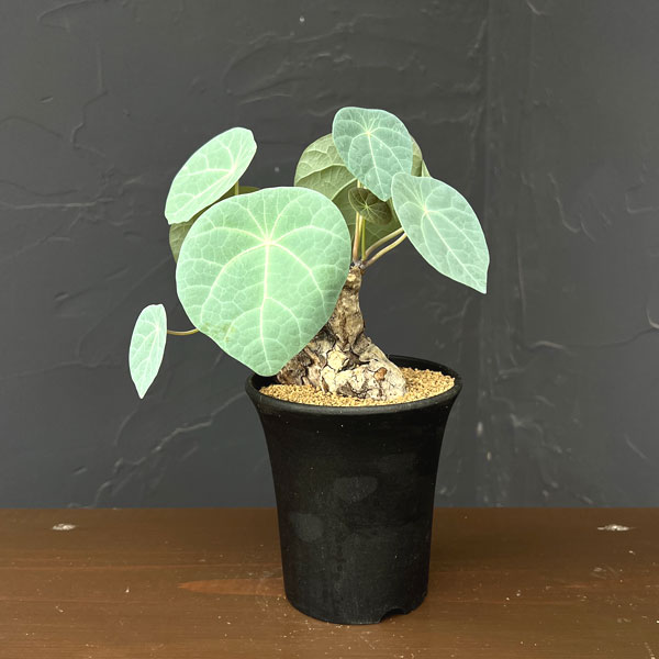 ステファニア：カウィーサキー　3.5号鉢植え*
