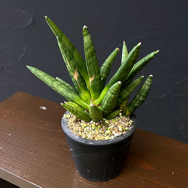 サンセベリア：ヘッジホッグ　3号鉢植え