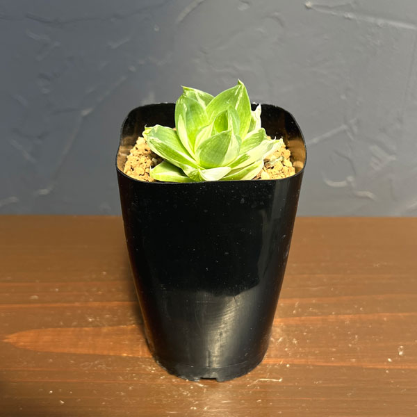 ハオルチア：プラニフォリア　ラモーサ斑入り　花時計　2.5号鉢植え