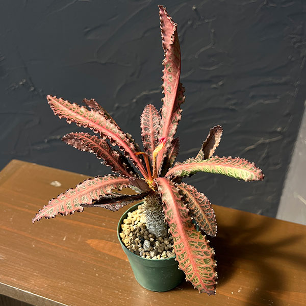 ユーフォルビア：フランコイシー（細葉系）　2.5号鉢植え