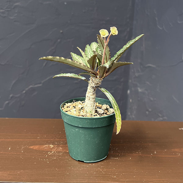 ユーフォルビア：フランコイシー（グリーン系）　2.5号鉢植え
