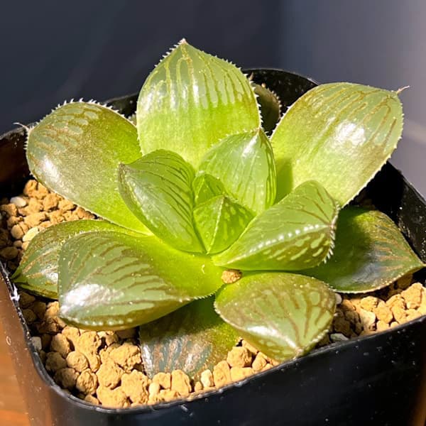 ハオルチア：交配美種ミッドナイト　2.5号鉢植え