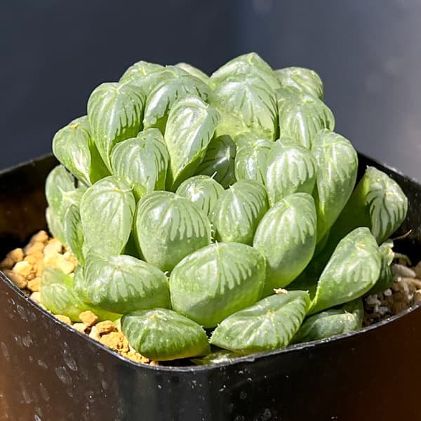 ハオルチア：オブツーサ交配美種　藤乙（ふじおと）　2.5号鉢植え