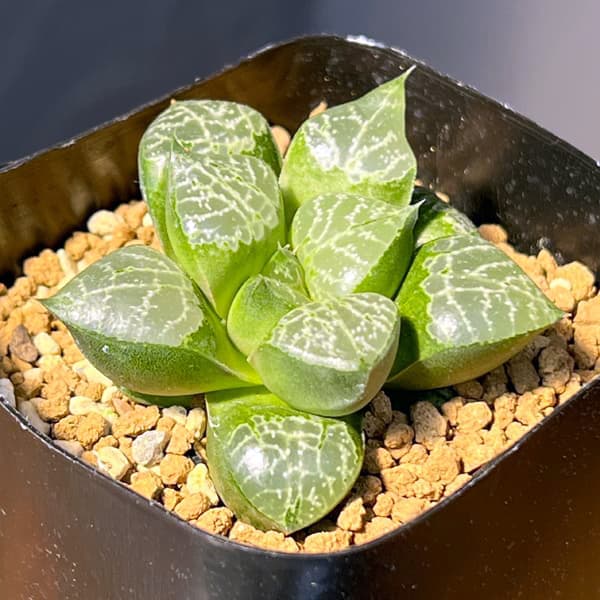 ハオルチア：黒川コンプト　2.5号鉢植え