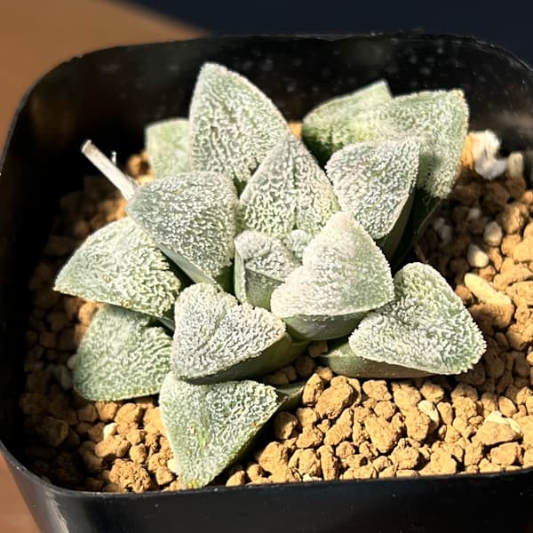ハオルチア：大久保ピグマエア　2.5号鉢植え