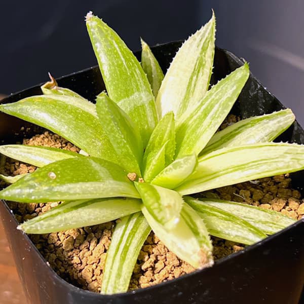 ハオルチア：京の華錦　2.5号鉢植え*