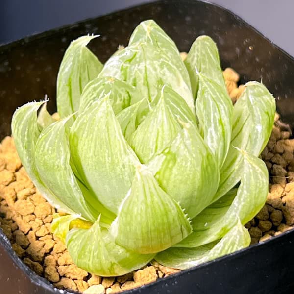 ハオルチア：白琥珀斑ボルシー交配種　ホワイトベル　2.5号鉢植え