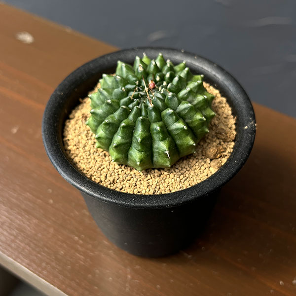 サボテン：ギムノカリキウム　牡丹玉モンスト　3号鉢植え