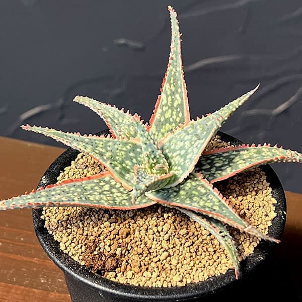アロエ：コーラルエッジ　3号鉢植え
