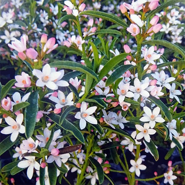 エリオステモン7号鉢植え