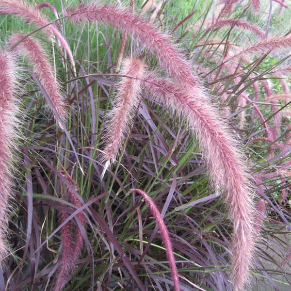 パープルファウンテングラス（ペニセタム・ルブラム）7号鉢植え